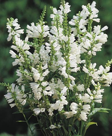 photo of flower to be used as: Pot and bedding Physostegia virginiana Crown of Snow
