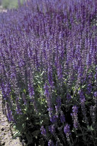 photo of flower to be used as: Bedding / border plant Salvia x superba Dwarf Blue Queen®