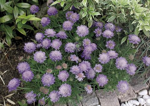 photo of flower to be used as: Pot and bedding Scabiosa japonica var alpina Ritz blue