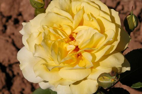 photo of flower to be used as: Bedding / border plant Rosa Tea Banzai®