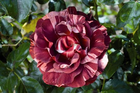 photo of flower to be used as: Bedding / border plant Rosa rampicante GP Brownie®