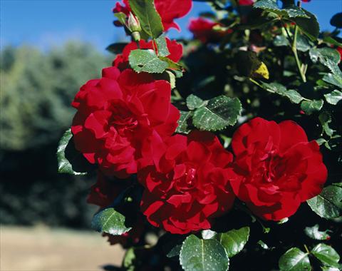 photo of flower to be used as: Bedding / border plant Rosa rampicante GP Negresco®