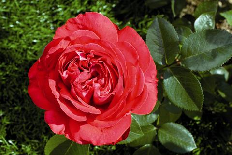 photo of flower to be used as: Bedding / border plant Rosa Tea Marylou®