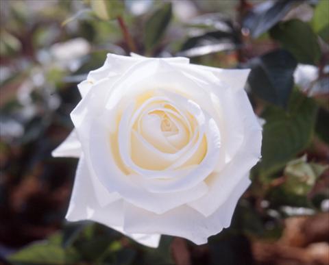 photo of flower to be used as: Bedding / border plant Rosa Tea Metropolitan®