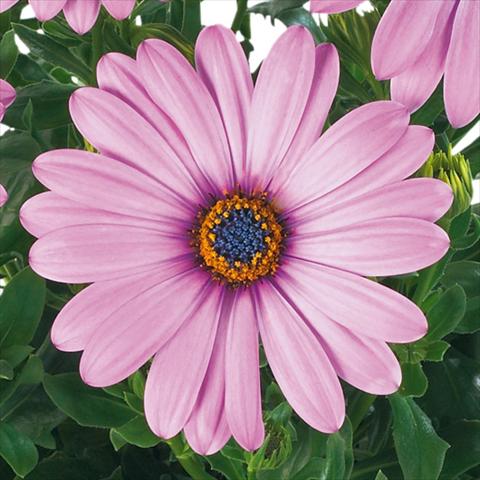 photo of flower to be used as: Pot and bedding Osteospermum Margarita fides® Lilac