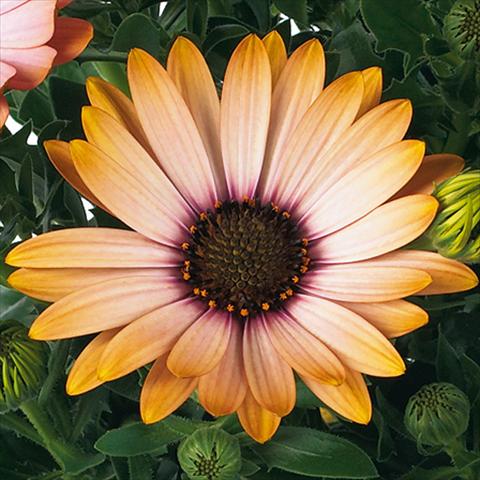 photo of flower to be used as: Pot and bedding Osteospermum Margarita fides® Sunset