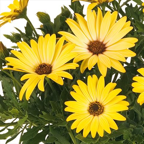 photo of flower to be used as: Pot and bedding Osteospermum Margarita fides® Yellow Imp