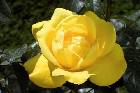 photo of flower to be used as: Bedding / border plant Rosa Tea Pacific Sunset®