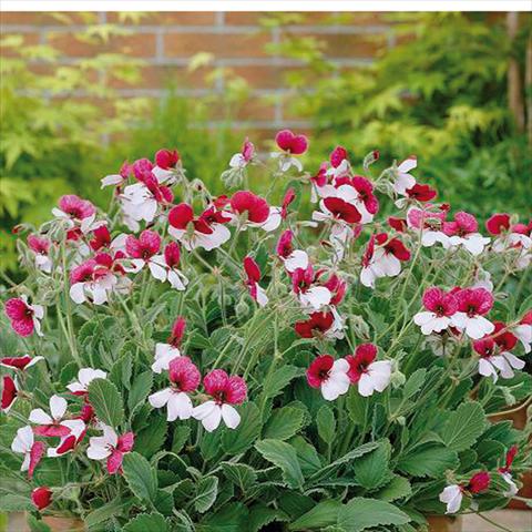 photo of flower to be used as: Pot, bedding, patio Pelargonium grandiflorum Violareum Common