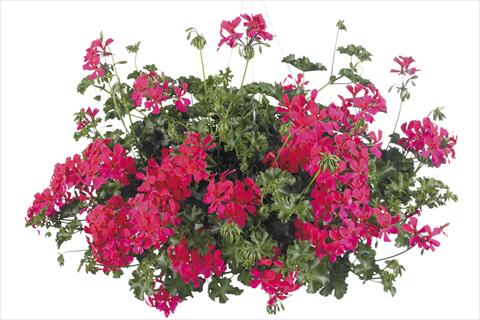 photo of flower to be used as: Pot, bedding, patio, basket Pelargonium peltatum Grand Idols® Neon