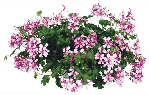 photo of flower to be used as: Pot, patio, basket Pelargonium peltatum Grand Idols® Pink