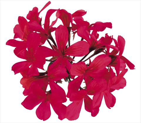 photo of flower to be used as: Pot, bedding, patio, basket Pelargonium peltatum Grand Idols® Purple