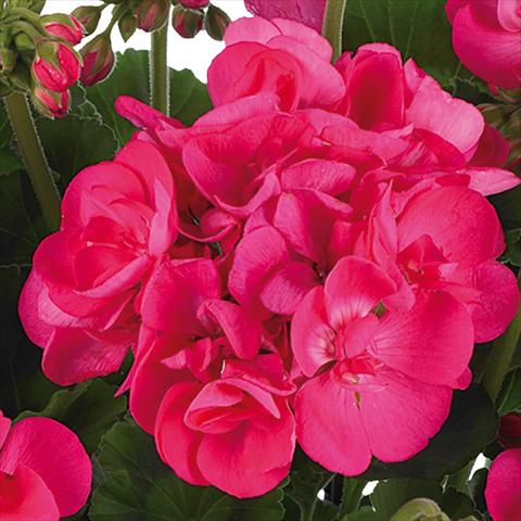 photo of flower to be used as: Pot, bedding, patio Pelargonium zonale Summer Idols® fides® Hot Pink