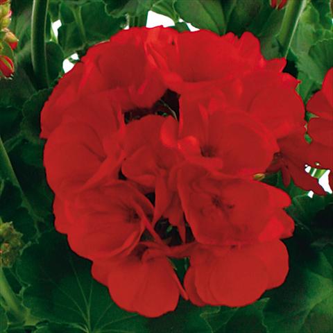 photo of flower to be used as: Pot, bedding, patio Pelargonium zonale Summer Idols® fides® True Red