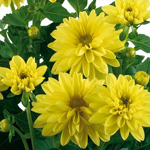 photo of flower to be used as: Pot and bedding Dahlia Dahlinova® Longlife fides® Panuco Improved
