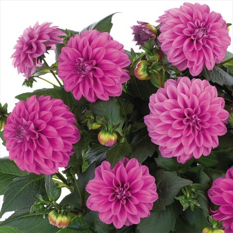 photo of flower to be used as: Pot and bedding Dahlia Dahlinova Hypnotica® fides® Pink