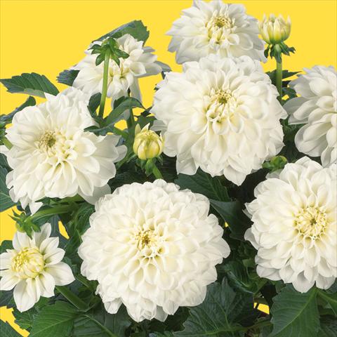 photo of flower to be used as: Pot and bedding Dahlia Dahlinova Hypnotica® fides® White