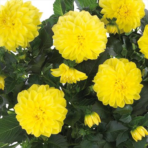 photo of flower to be used as: Pot and bedding Dahlia Dahlinova Hypnotica® fides® Yellow