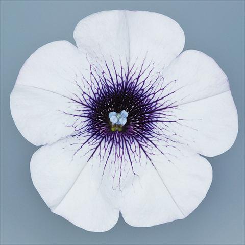photo of flower to be used as: Pot, bedding, patio, basket Petunia pendula Surfinia® mnp® Blue Vein