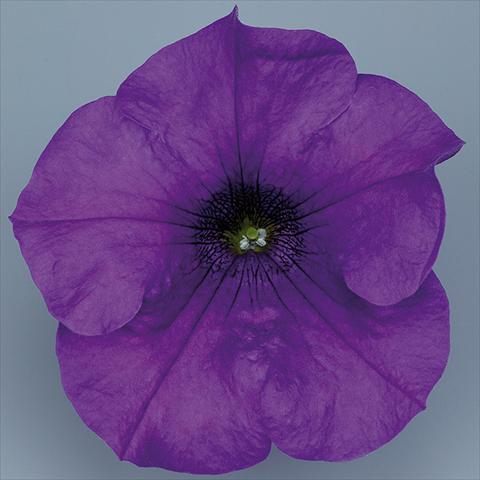 photo of flower to be used as: Pot, bedding, patio, basket Petunia pendula Surfinia® mnp® Giant Blue