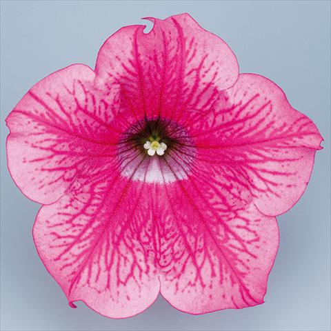 photo of flower to be used as: Pot, bedding, patio, basket Petunia pendula Surfinia® mnp® Hot Pink