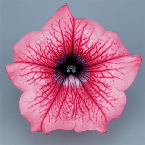 photo of flower to be used as: Pot, bedding, patio, basket Petunia pendula Surfinia® mnp® Hot Red