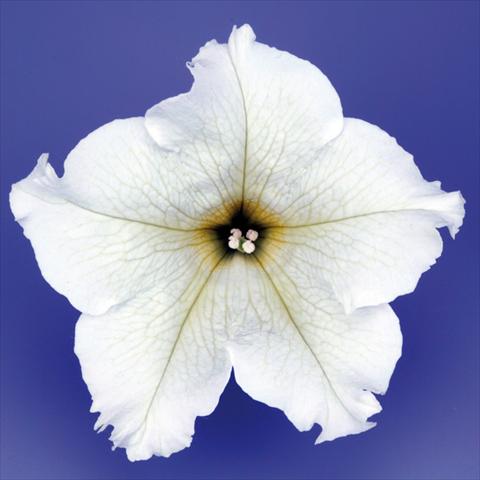 photo of flower to be used as: Pot, bedding, patio, basket Petunia pendula Surfinia® mnp® Lime