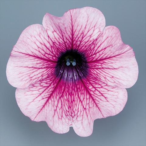 photo of flower to be used as: Pot, bedding, patio, basket Petunia pendula Surfinia® mnp® Rose Vein