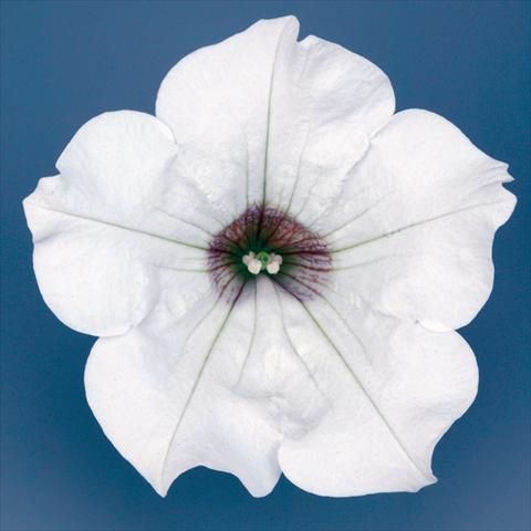 photo of flower to be used as: Pot, bedding, patio, basket Petunia pendula Surfinia® mnp® White