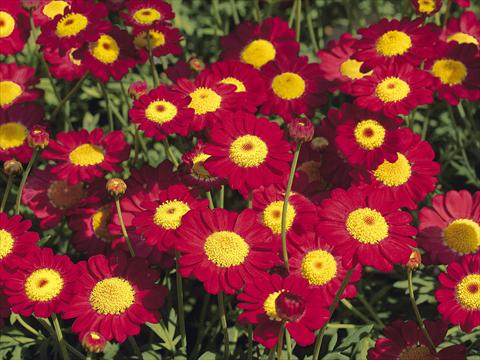 photo of flower to be used as: Pot and bedding Argyranthemum frutescens Starlight® Red PLA®