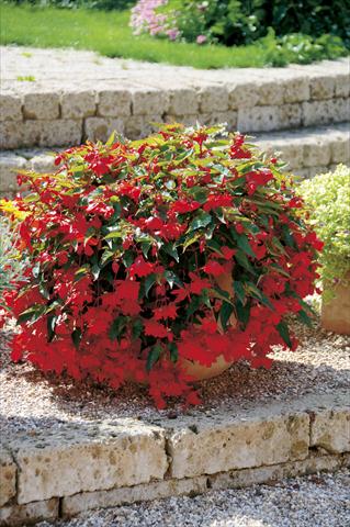 photo of flower to be used as: Patio, basket Begonia Belleconia™ Red
