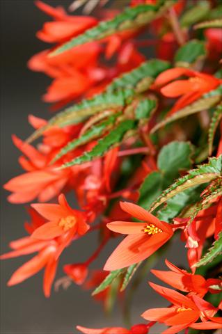 photo of flower to be used as: Patio, basket Begonia PW Summerwings™ Orange