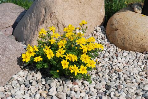 photo of flower to be used as: Patio, bedding Bidens ferulifolia Eggy Top