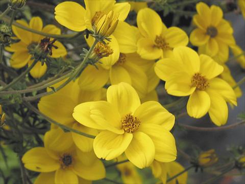 photo of flower to be used as: Patio, bedding Bidens ferulifolia Peters Goldrush