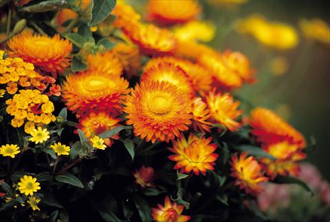 photo of flower to be used as: Pot and bedding Helichrysum (Bracteantha) Sundaze™ Bronze