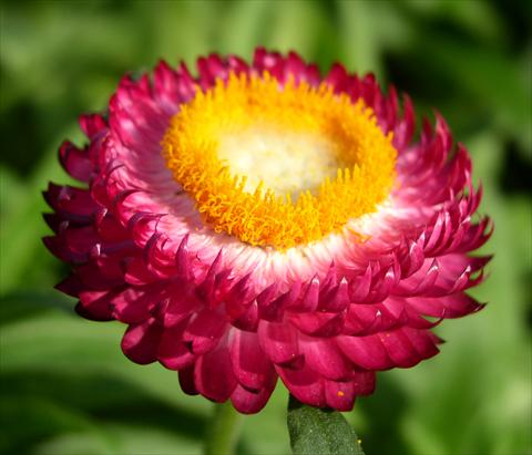 photo of flower to be used as: Pot and bedding Helichrysum (Bracteantha) Sundaze™ Magenta