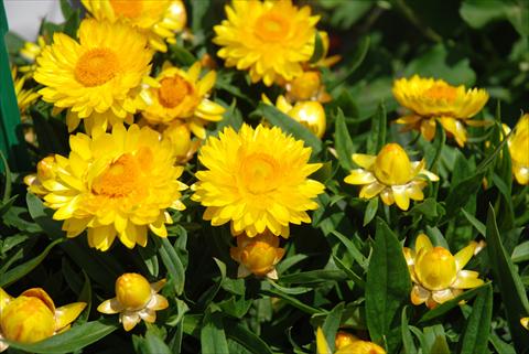 photo of flower to be used as: Pot and bedding Helichrysum (Bracteantha) Sundaze™ Totally Yellow
