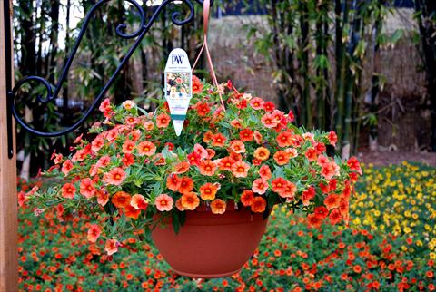 photo of flower to be used as: Patio, pot Calibrachoa Superbells Orange