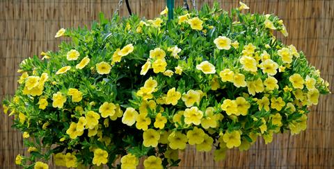 photo of flower to be used as: Patio, pot Calibrachoa Superbells Yellow