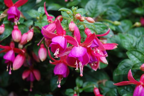 photo of flower to be used as: Pot Fuchsia Tyrol