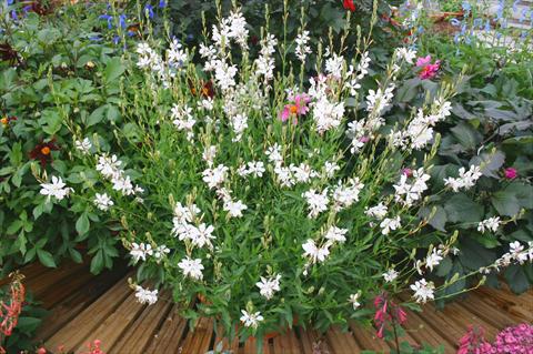 photo of flower to be used as: Pot and bedding Gaura lindheimeri Papillion White