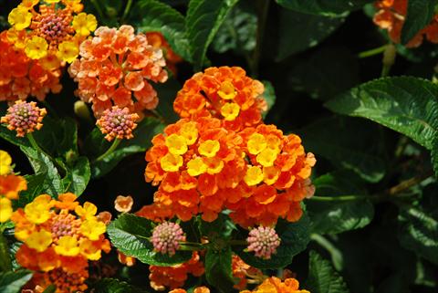 photo of flower to be used as: Pot, bedding, patio Lantana camara TOP Calippo Mandarin