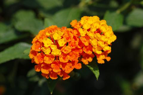 photo of flower to be used as: Patio, bedding Lantana camara TOP Calippo Orange