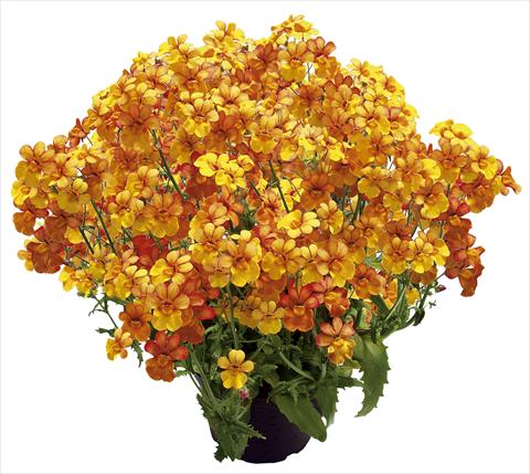 photo of flower to be used as: Patio, pot Nemesia Sunsatia™ Kumquat