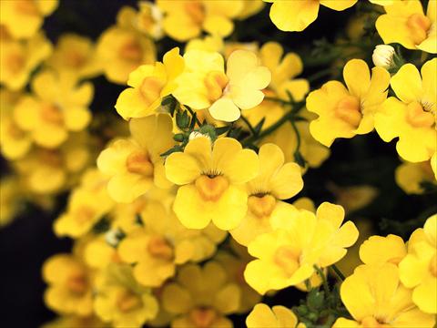 photo of flower to be used as: Pot and bedding Nemesia Sunsatia™ Pomelo