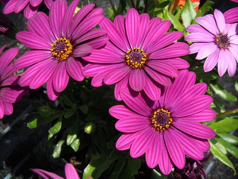photo of flower to be used as: Pot, bedding, patio Osteospermum Springstar™ Magenta