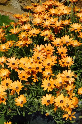 photo of flower to be used as: Pot, bedding, patio Osteospermum Symphony Orange