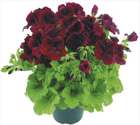 photo of flower to be used as: Pot Pelargonium grandiflorum Compact Cacao Top