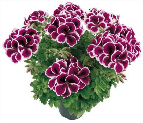 photo of flower to be used as: Pot Pelargonium grandiflorum Compact Moritz Top