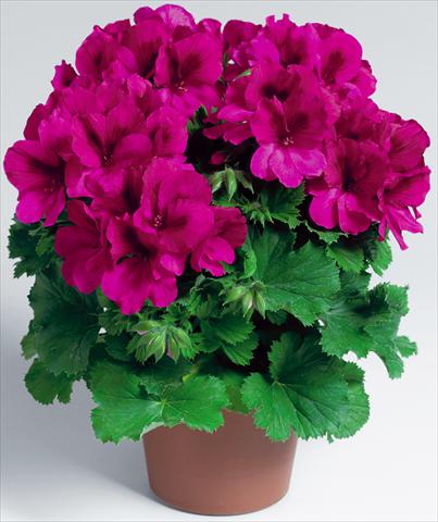 photo of flower to be used as: Pot Pelargonium grandiflorum Compact pac® Aristo® Burgundy